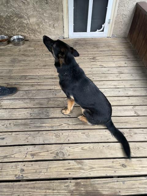 Bella