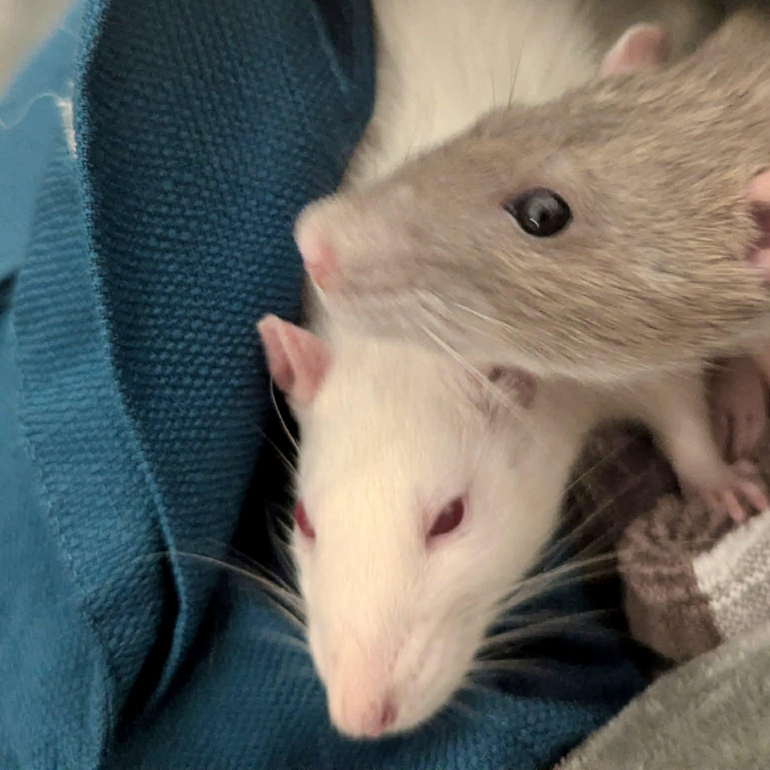 Enlarge Faith & Hope, a ADOPTABLE Rat in Norcross, GA image 1/3