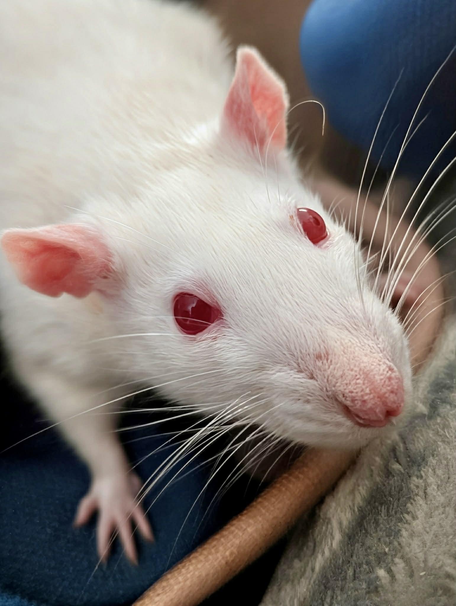 Enlarge Faith & Hope, a ADOPTABLE Rat in Norcross, GA image 2/3