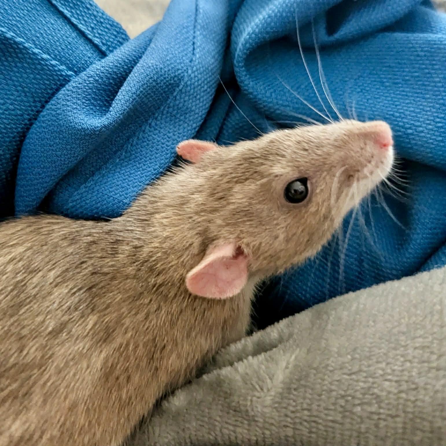 Enlarge Faith & Hope, a ADOPTABLE Rat in Norcross, GA image 3/3