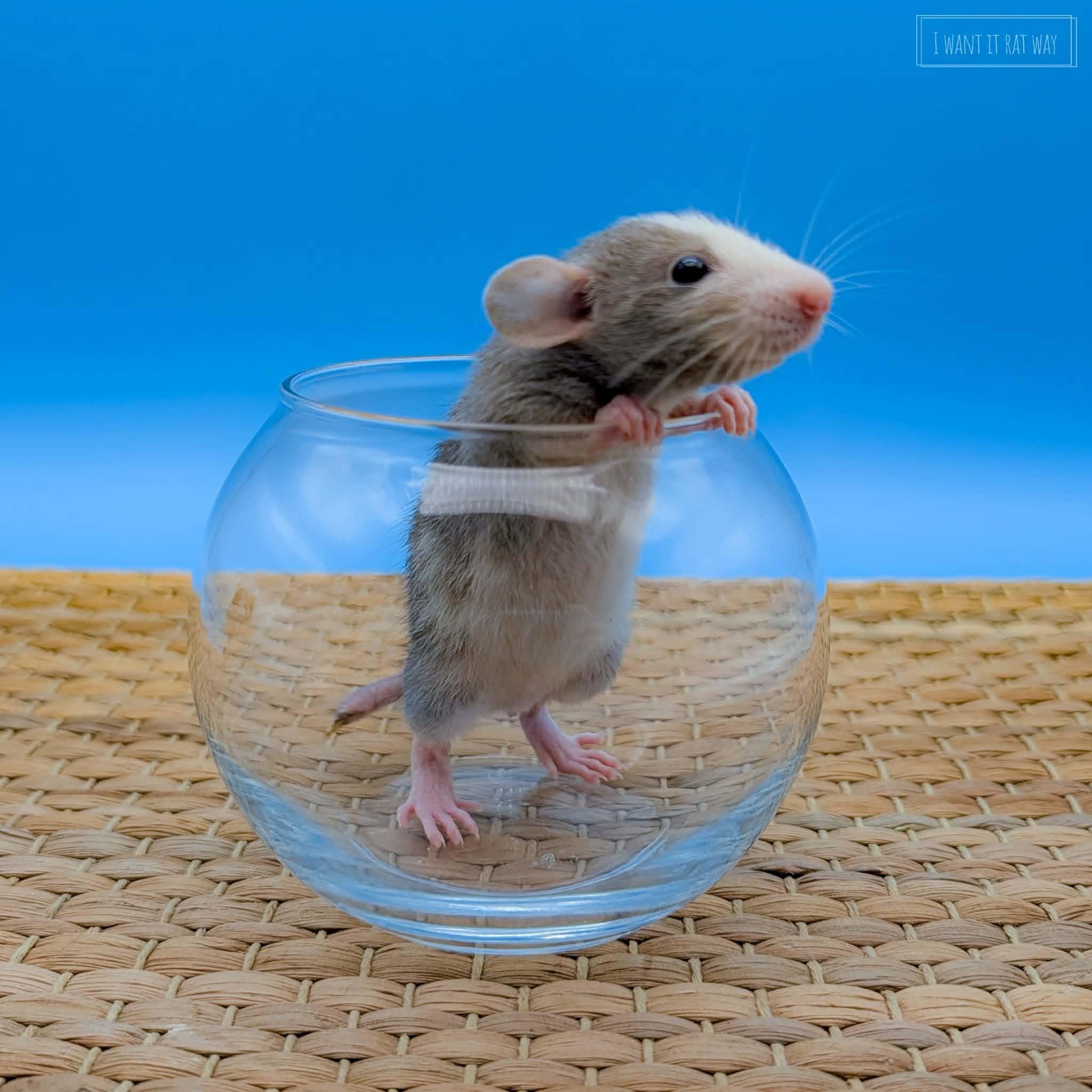 Baby rats, ADOPTABLE, Baby Female Rat.