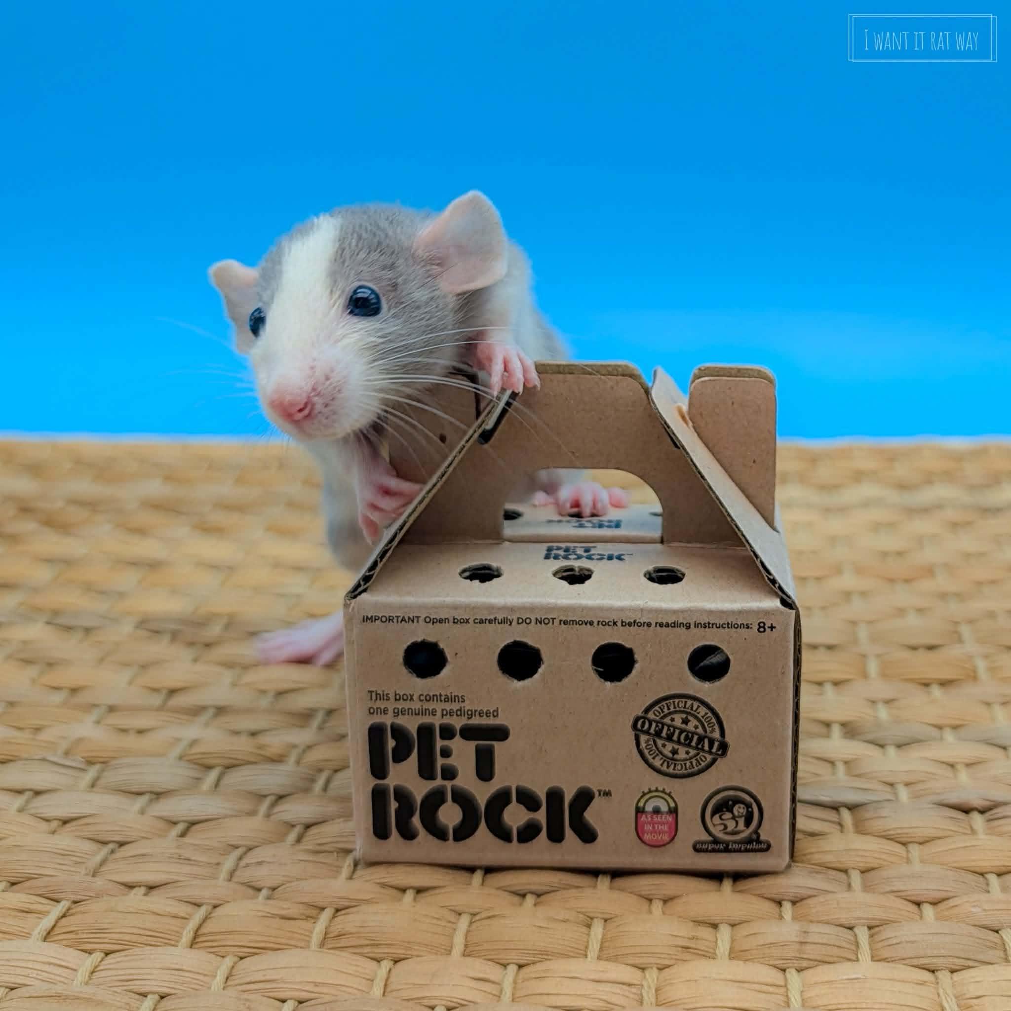 Enlarge Baby rats, a ADOPTABLE Rat in Eugene, OR image 4/6