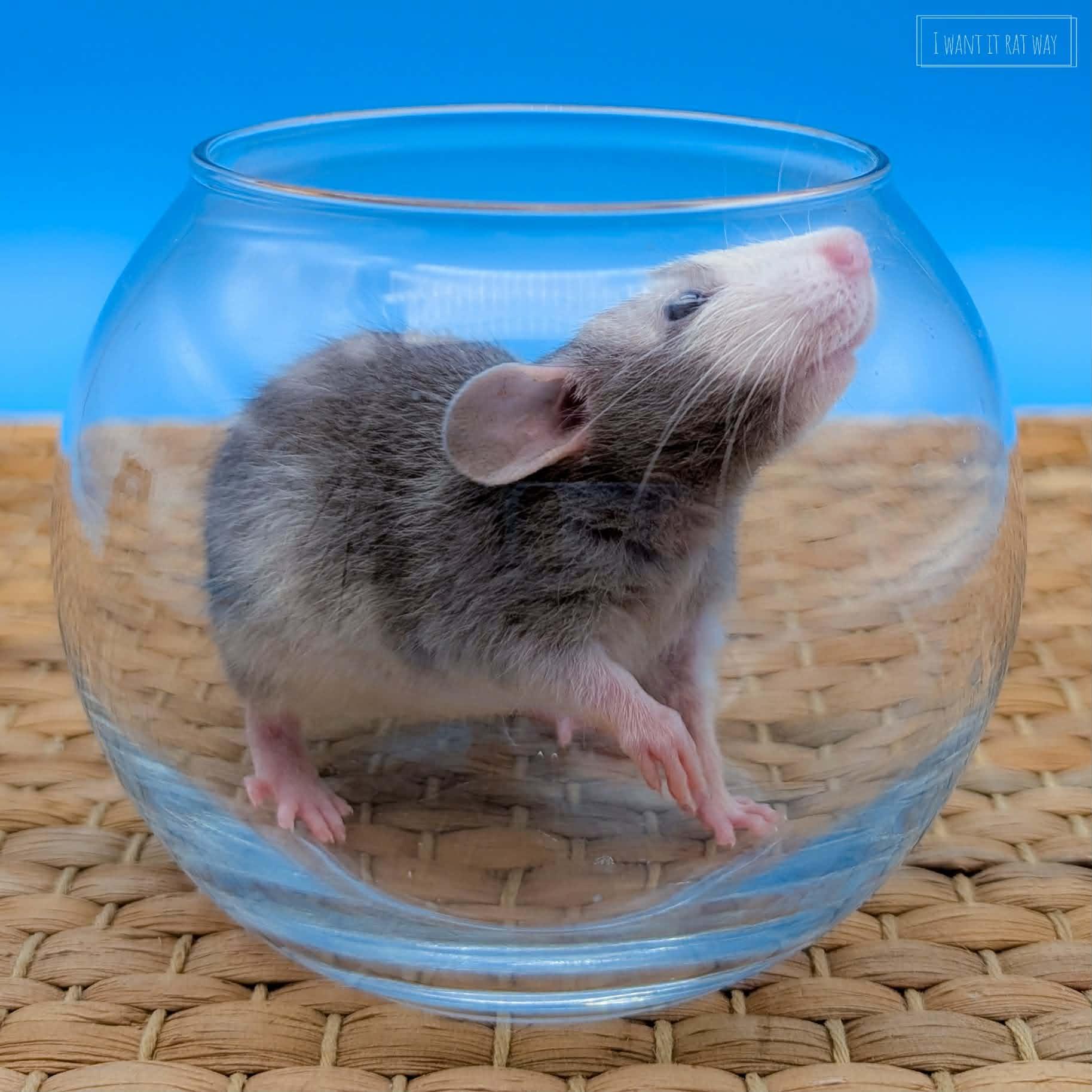 Enlarge Baby rats, a ADOPTABLE Rat in Eugene, OR image 3/6