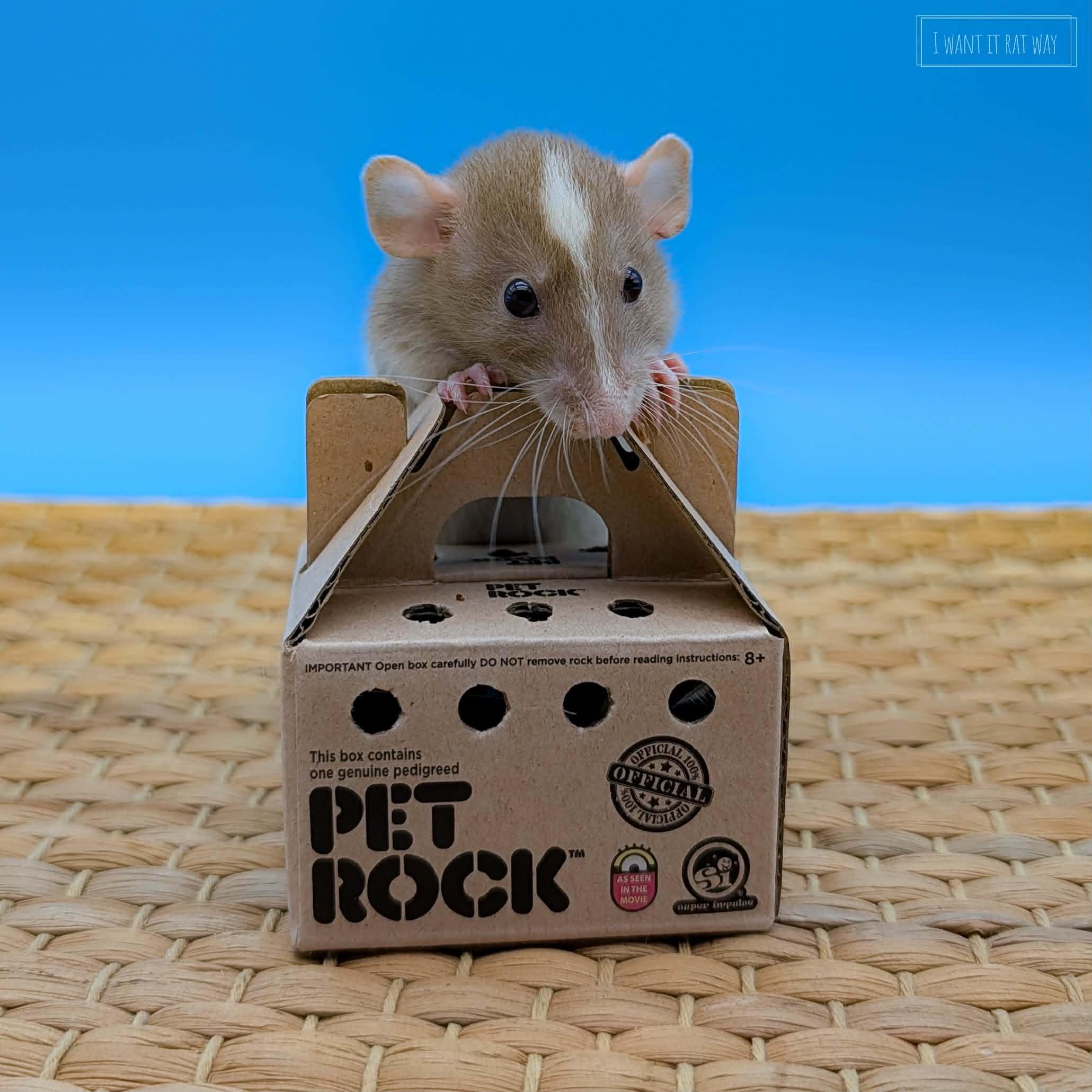 Enlarge Baby rats, a ADOPTABLE Rat in Eugene, OR image 2/6