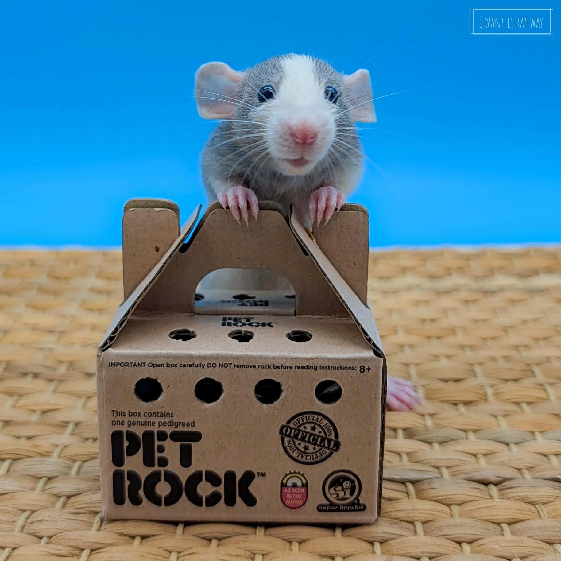 Enlarge Baby rats, a ADOPTABLE Rat in Eugene, OR image 5/6
