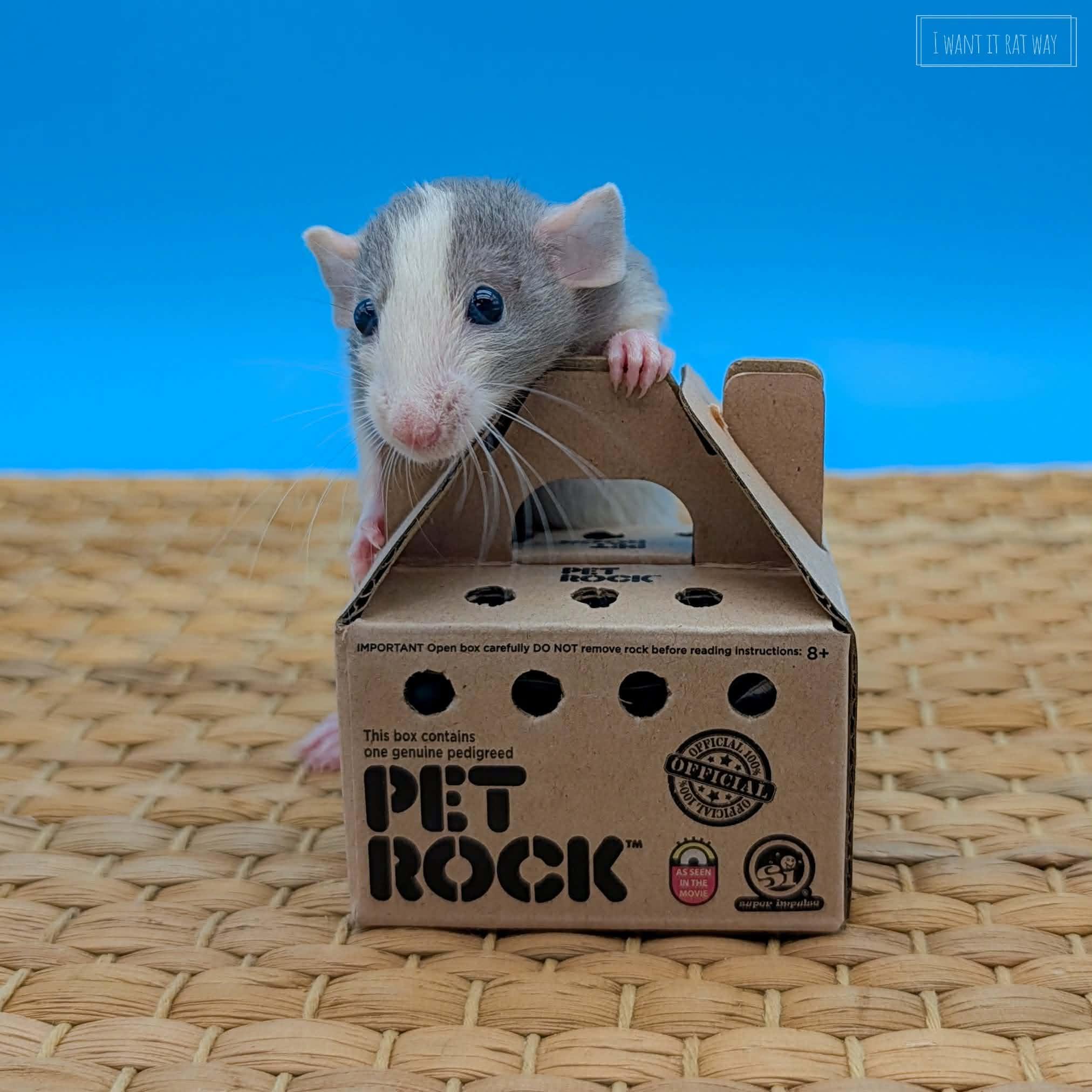 Enlarge Baby rats, a ADOPTABLE Rat in Eugene, OR image 6/6