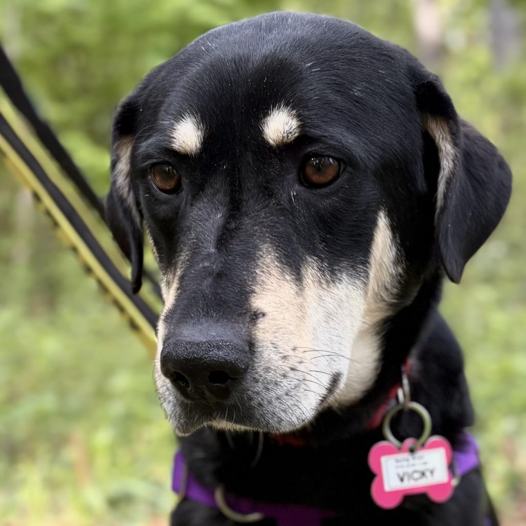 Enlarge Vicky, a Adoptable Shepherd in Wake Forest, NC image 1/6