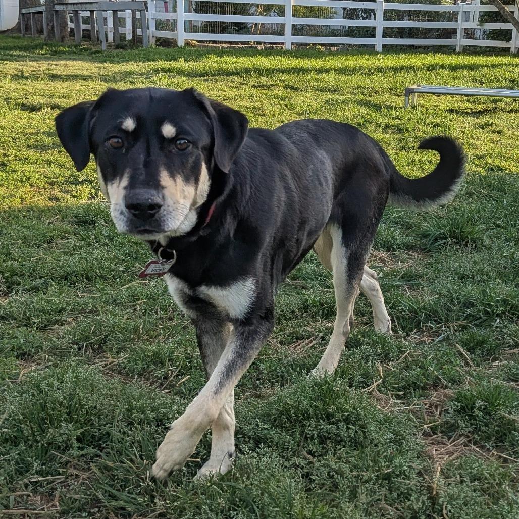 Enlarge Vicky, a Adoptable Shepherd in Wake Forest, NC image 2/6
