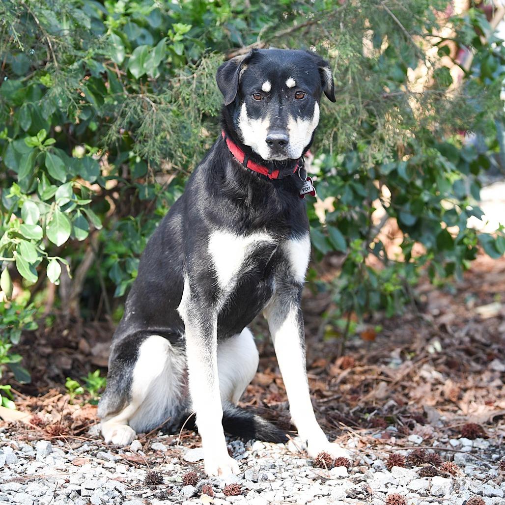 Enlarge Vicky, a Adoptable Shepherd in Wake Forest, NC image 3/6