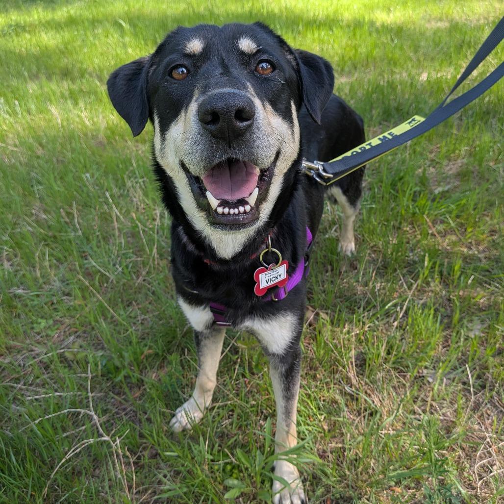 Enlarge Vicky, a Adoptable Shepherd in Wake Forest, NC image 4/6