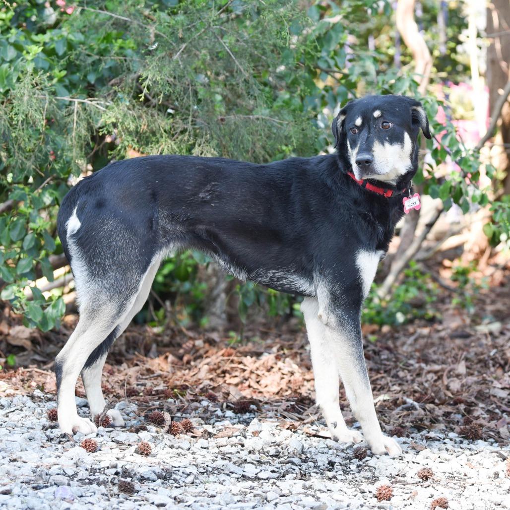 Enlarge Vicky, a Adoptable Shepherd in Wake Forest, NC image 5/6