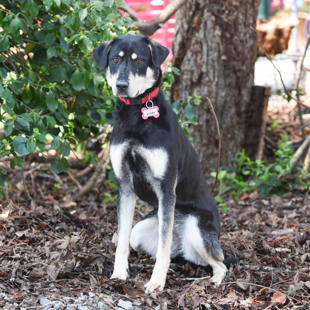 Enlarge Vicky, a Adoptable Shepherd in Wake Forest, NC image 6/6