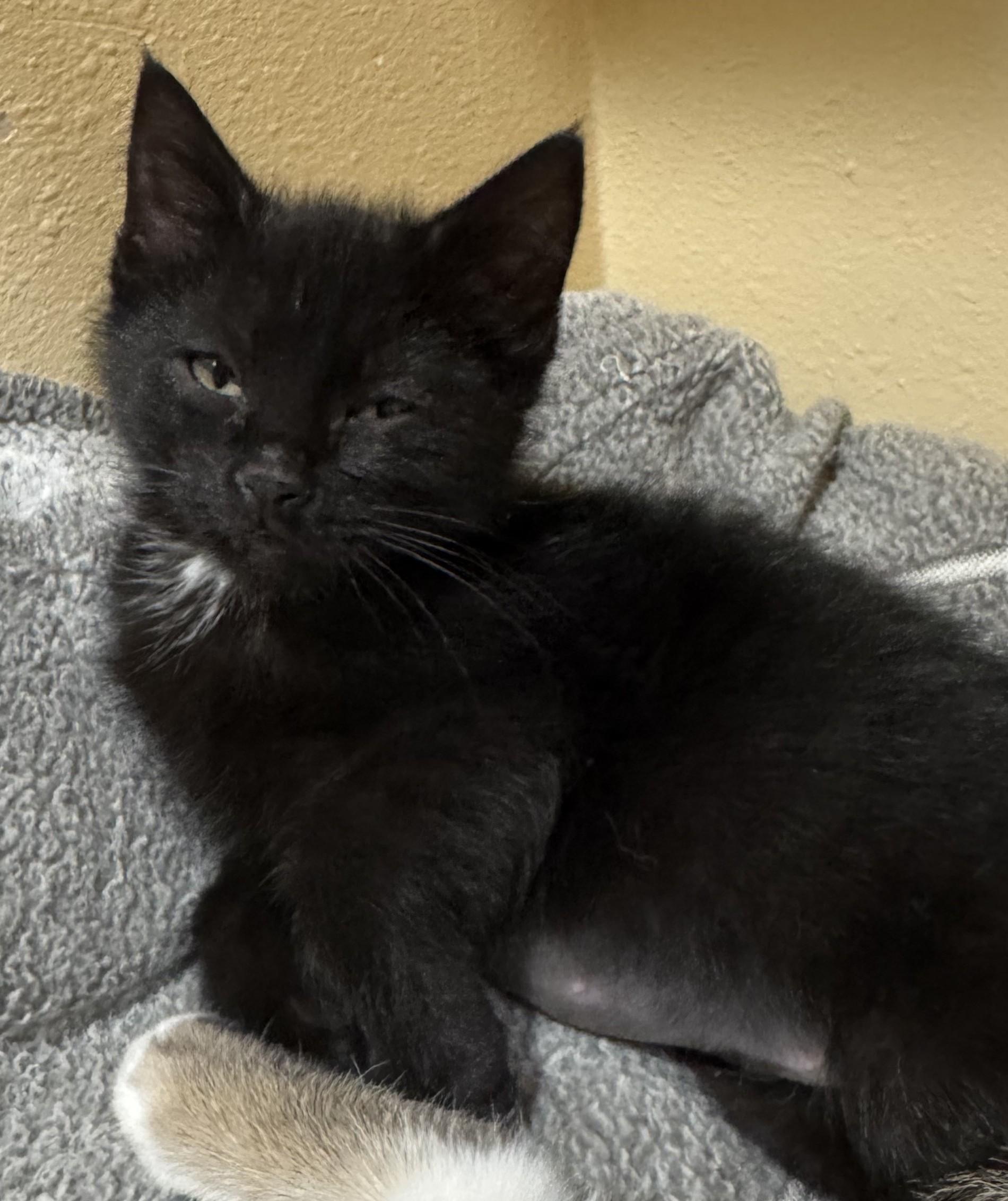 Enlarge Katie Lee, an adopted Domestic Short Hair in Tomah, WI image 2/2