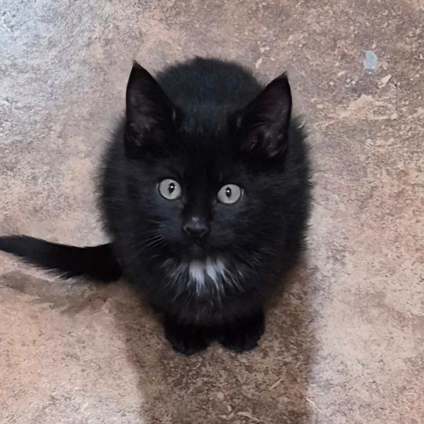 Katie Lee, adopted, Kitten Female Domestic Short Hair.