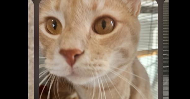 Huey, Adoptable, Adult Male Domestic Short Hair.