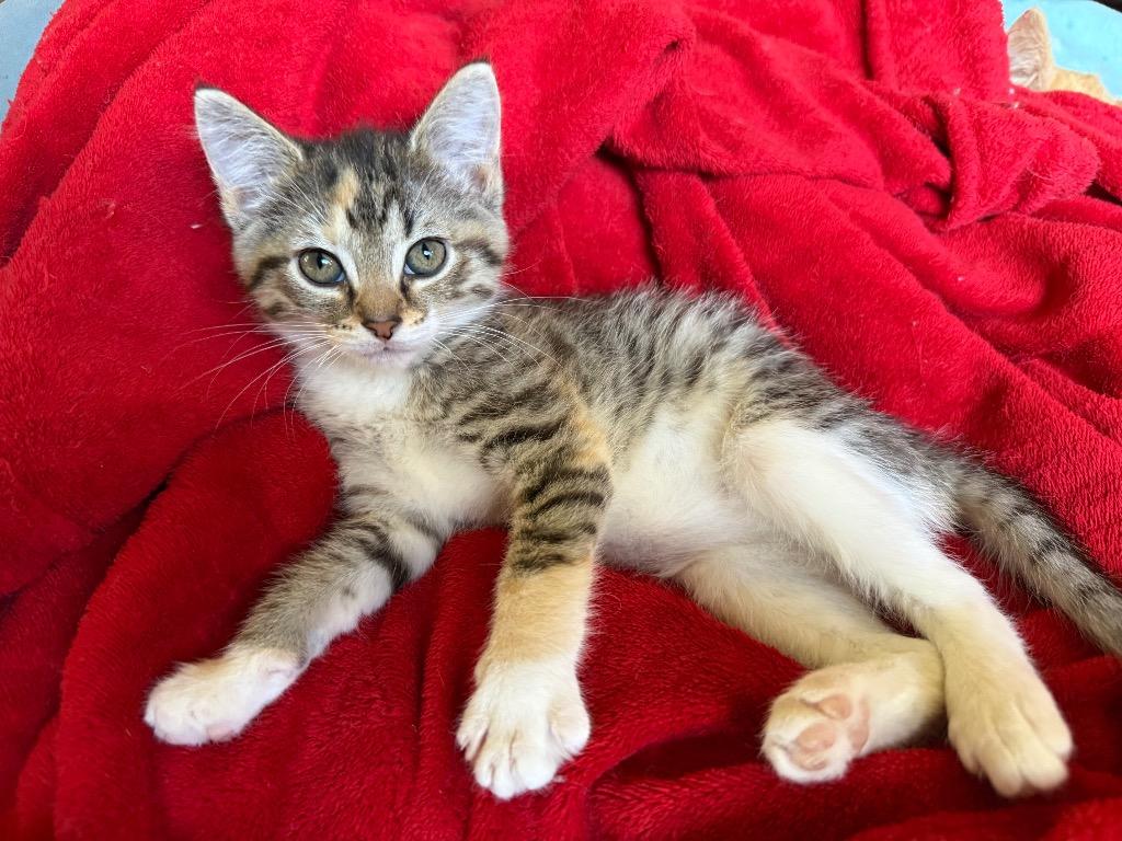 Moon, Adoptable, Kitten Female Domestic Short Hair.