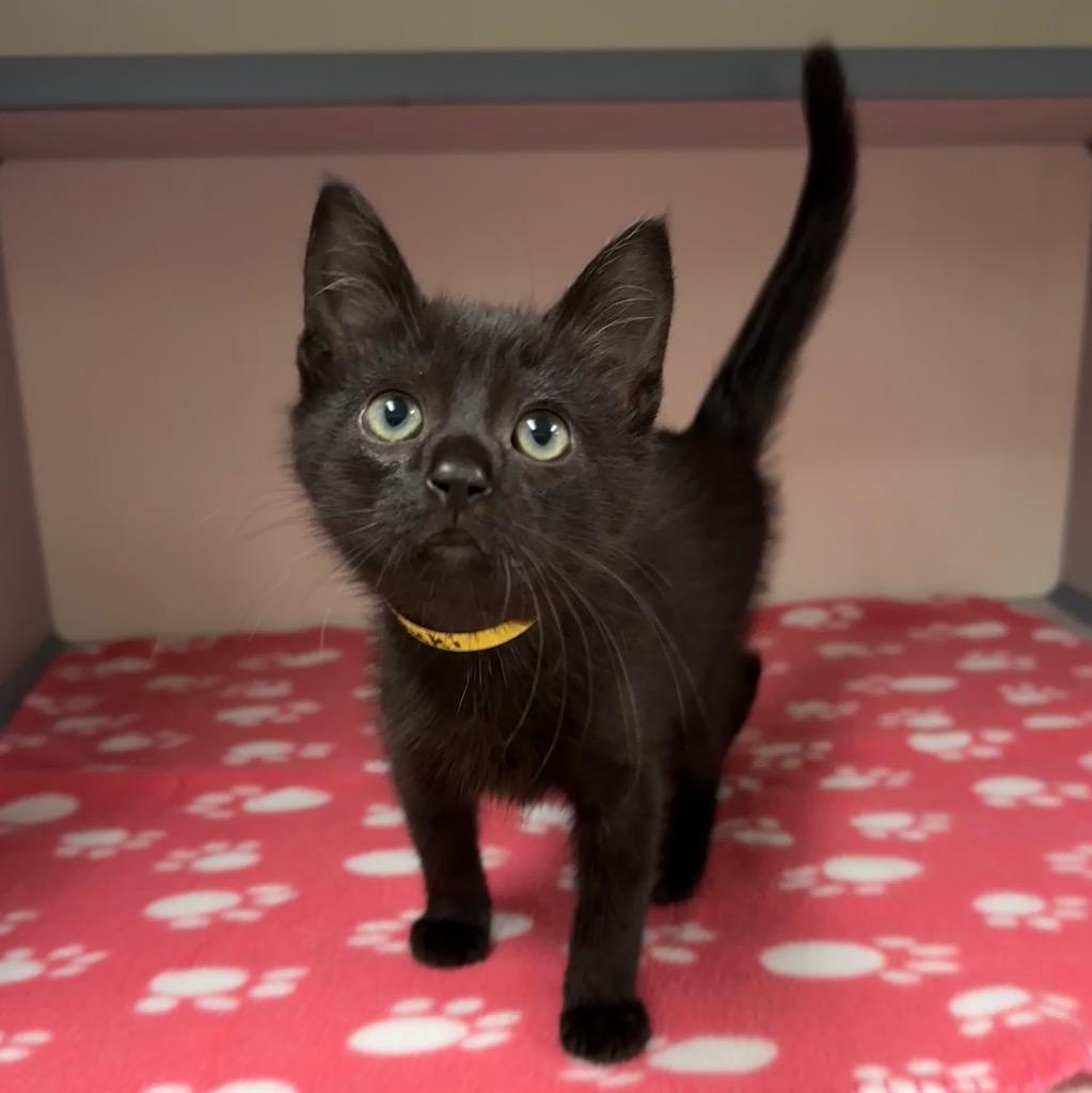 Suki, Adopted, Kitten Female Domestic Short Hair.