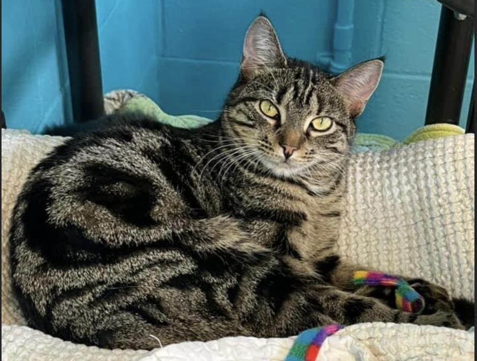 Greyhound, Adoptable, Young Female Domestic Short Hair.
