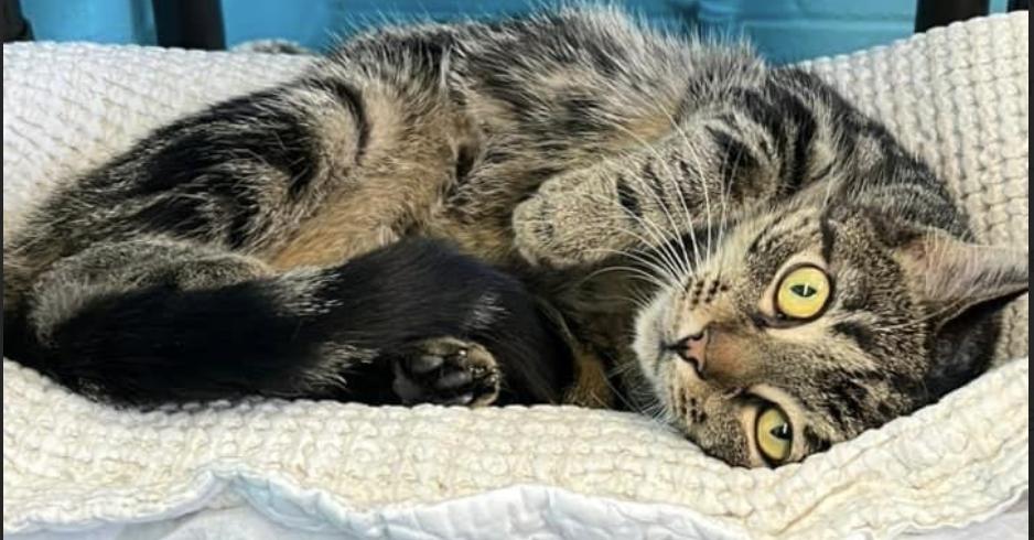 Enlarge Greyhound, a Adoptable Domestic Short Hair in Long Beach, NY image 4/5