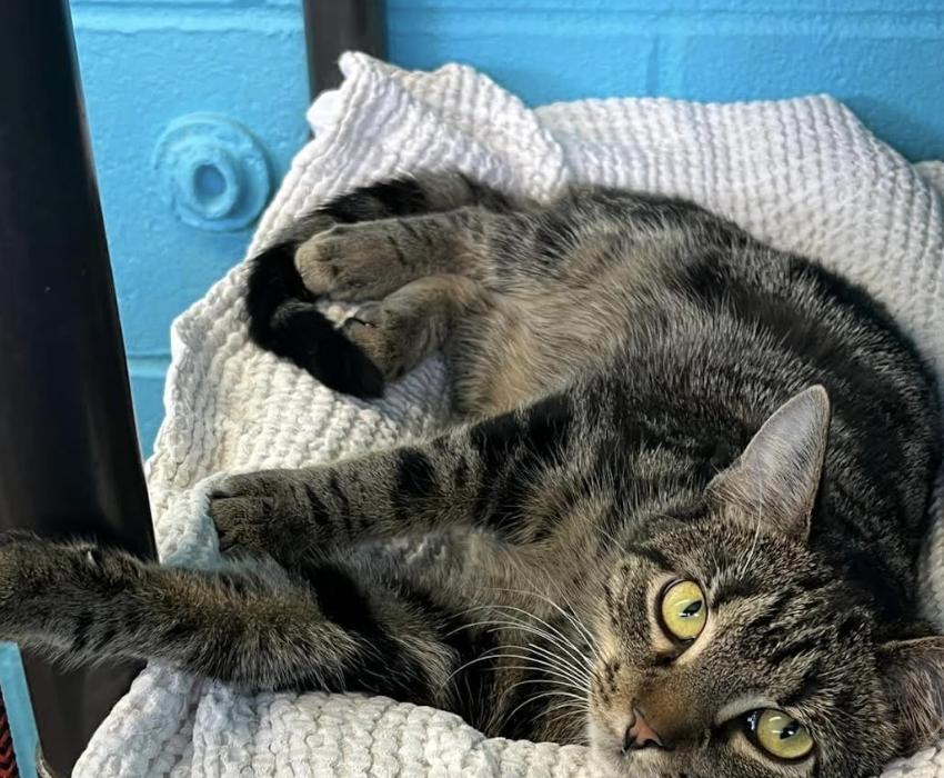 Enlarge Greyhound, a Adoptable Domestic Short Hair in Long Beach, NY image 3/5