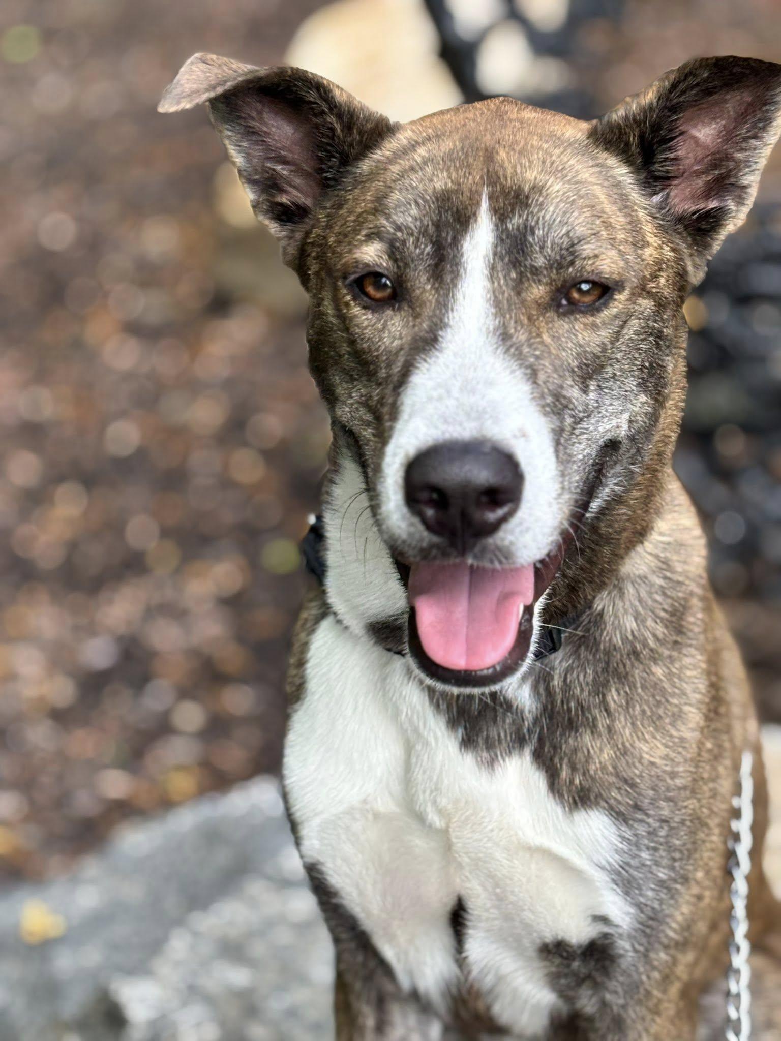 Rocket, Adoptable, Young Male Husky & Pit Bull Terrier.