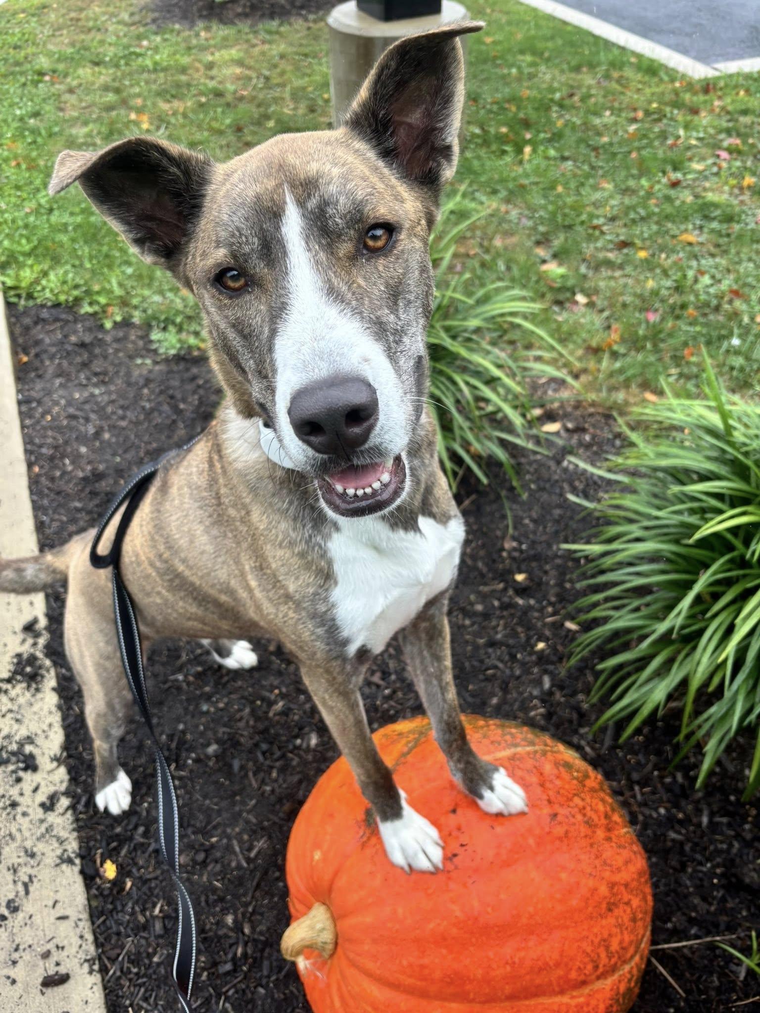 Rocket, a Adoptable mixed breed in New Castle, DE image 2/3