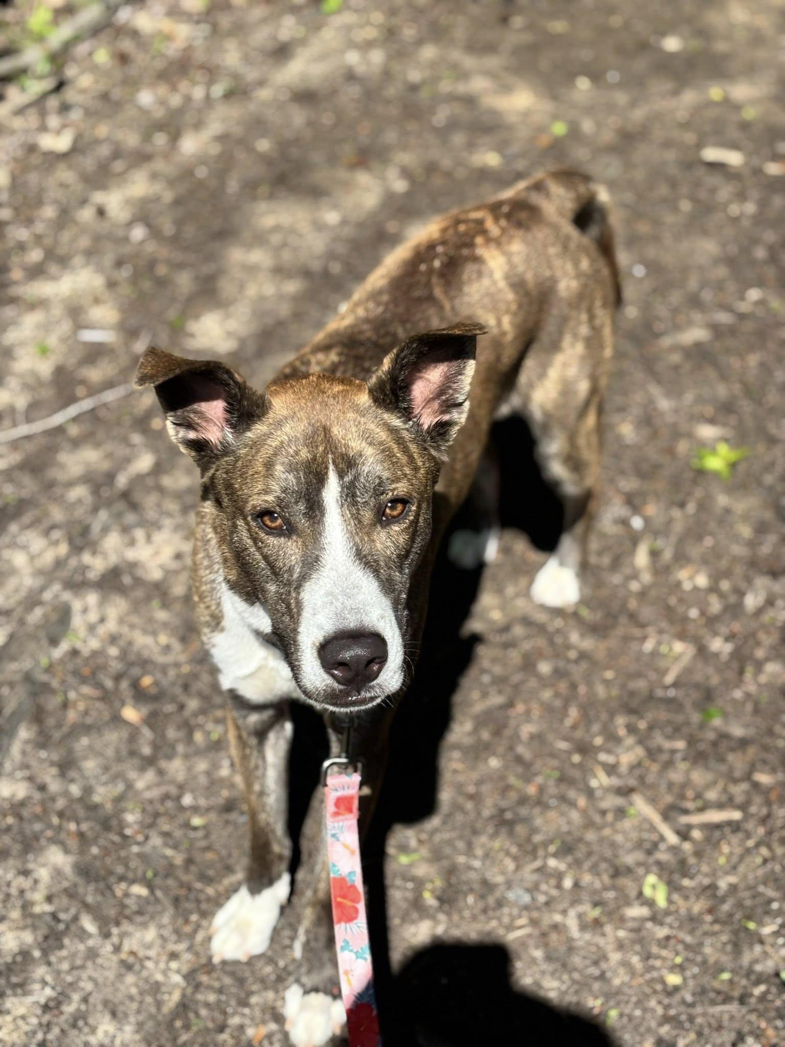 Rocket, a Adoptable mixed breed in New Castle, DE image 3/3