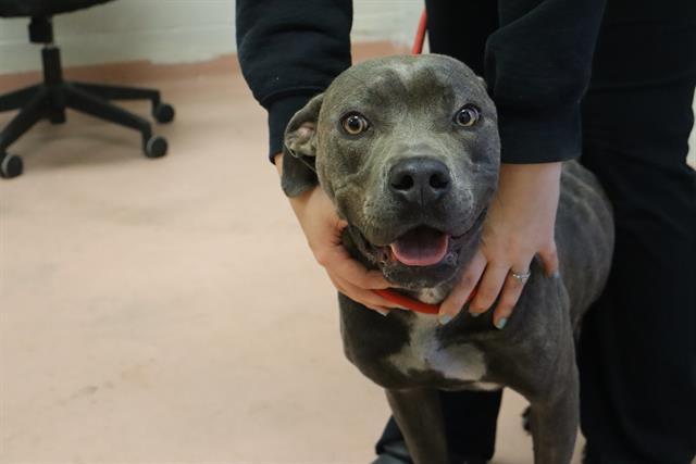 MATCHA, Adoptable, Young Female Mixed Breed.