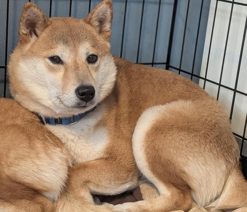 Niche, Adoptable, Adult Female Shiba Inu.