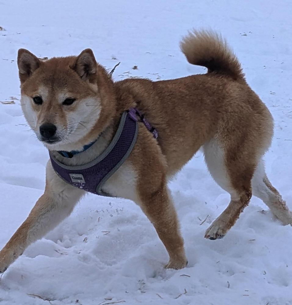 Niche, a Adoptable Shiba Inu in Wausau, WI image 2/6