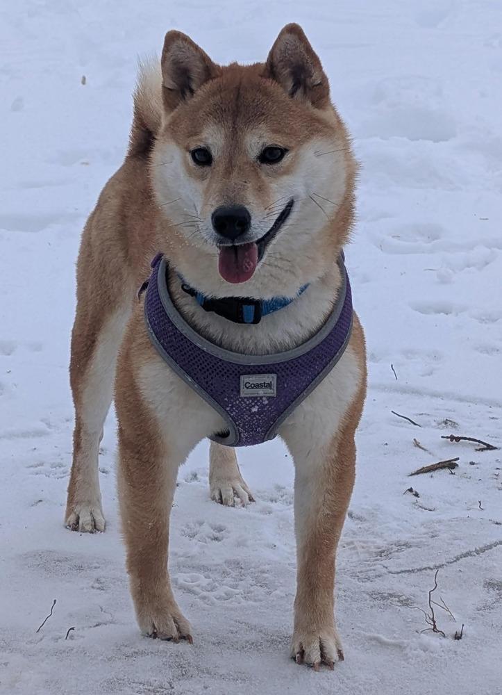 Niche, a Adoptable Shiba Inu in Wausau, WI image 3/6