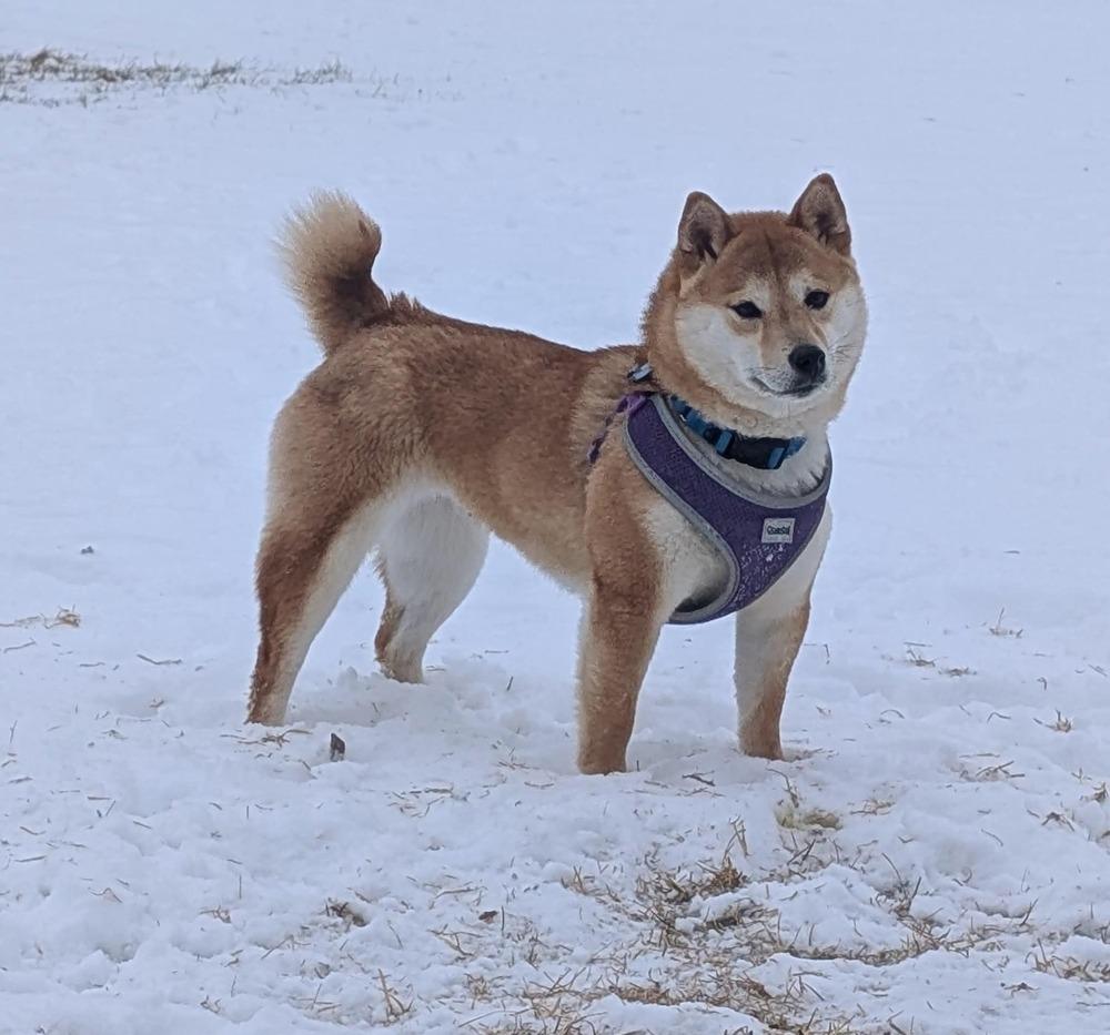 Niche, a Adoptable Shiba Inu in Wausau, WI image 4/6