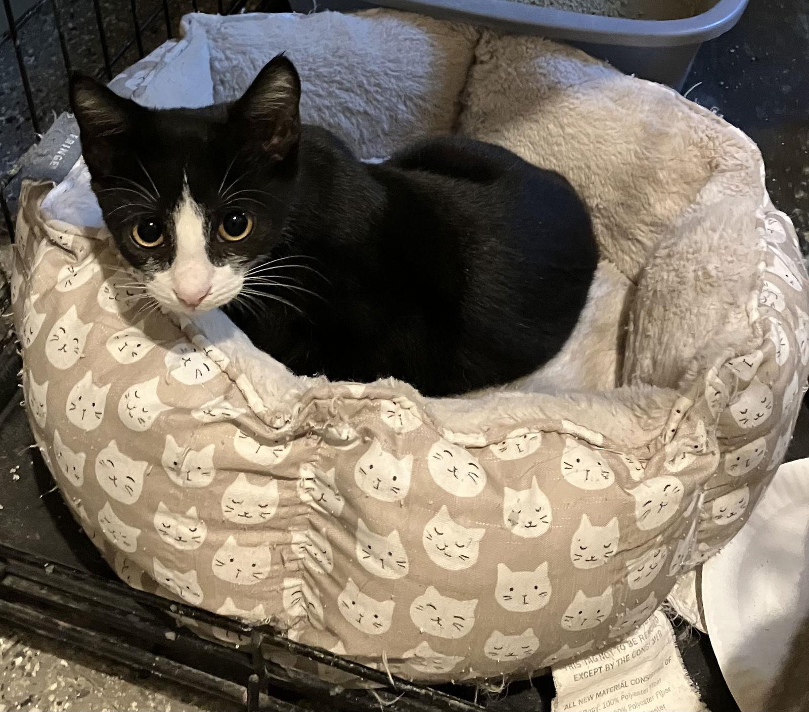 Mylo Tuxedo, Adoptable, Kitten Male Domestic Short Hair.