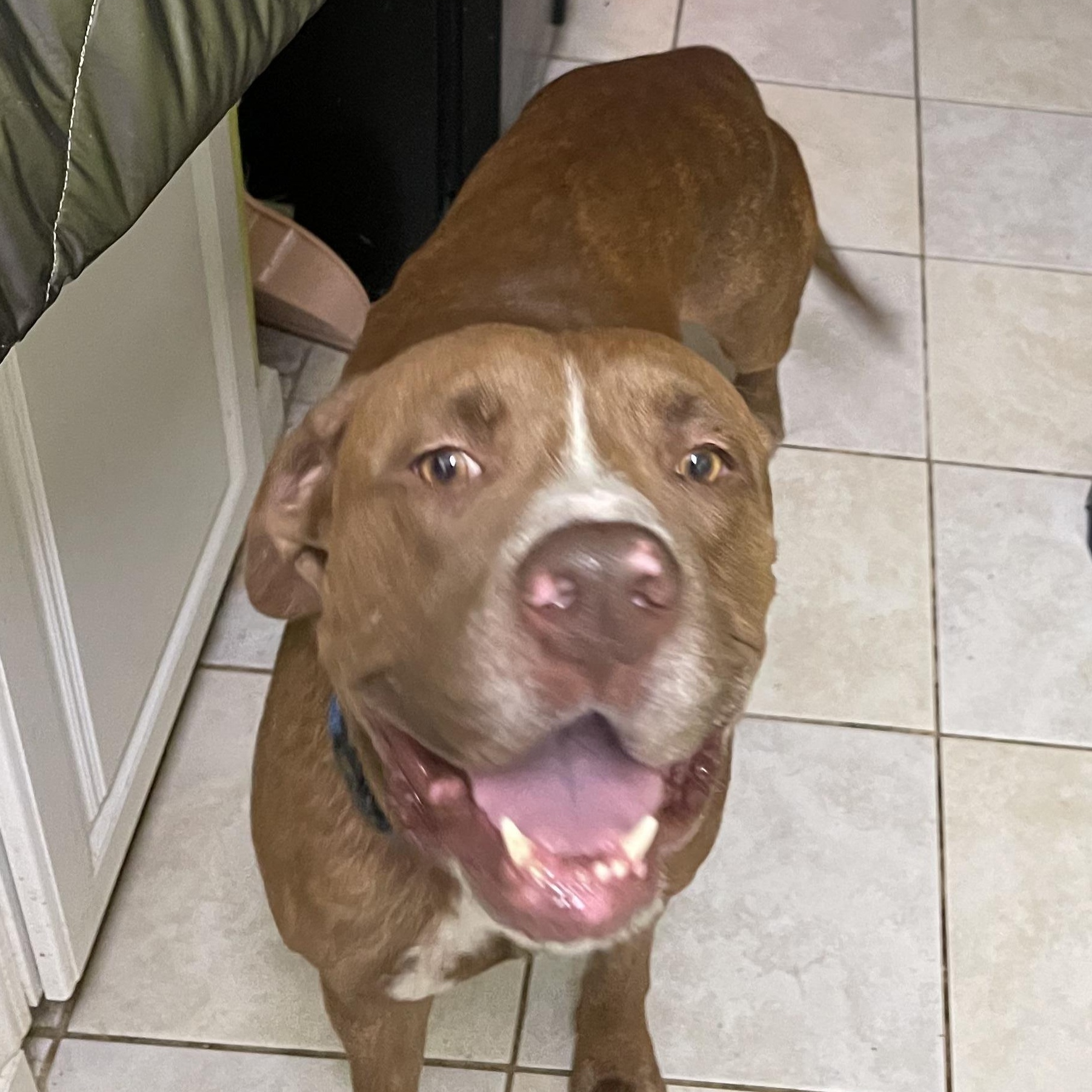 Enlarge Oakley, a Adoptable mixed breed in Denver, CO image 1/6