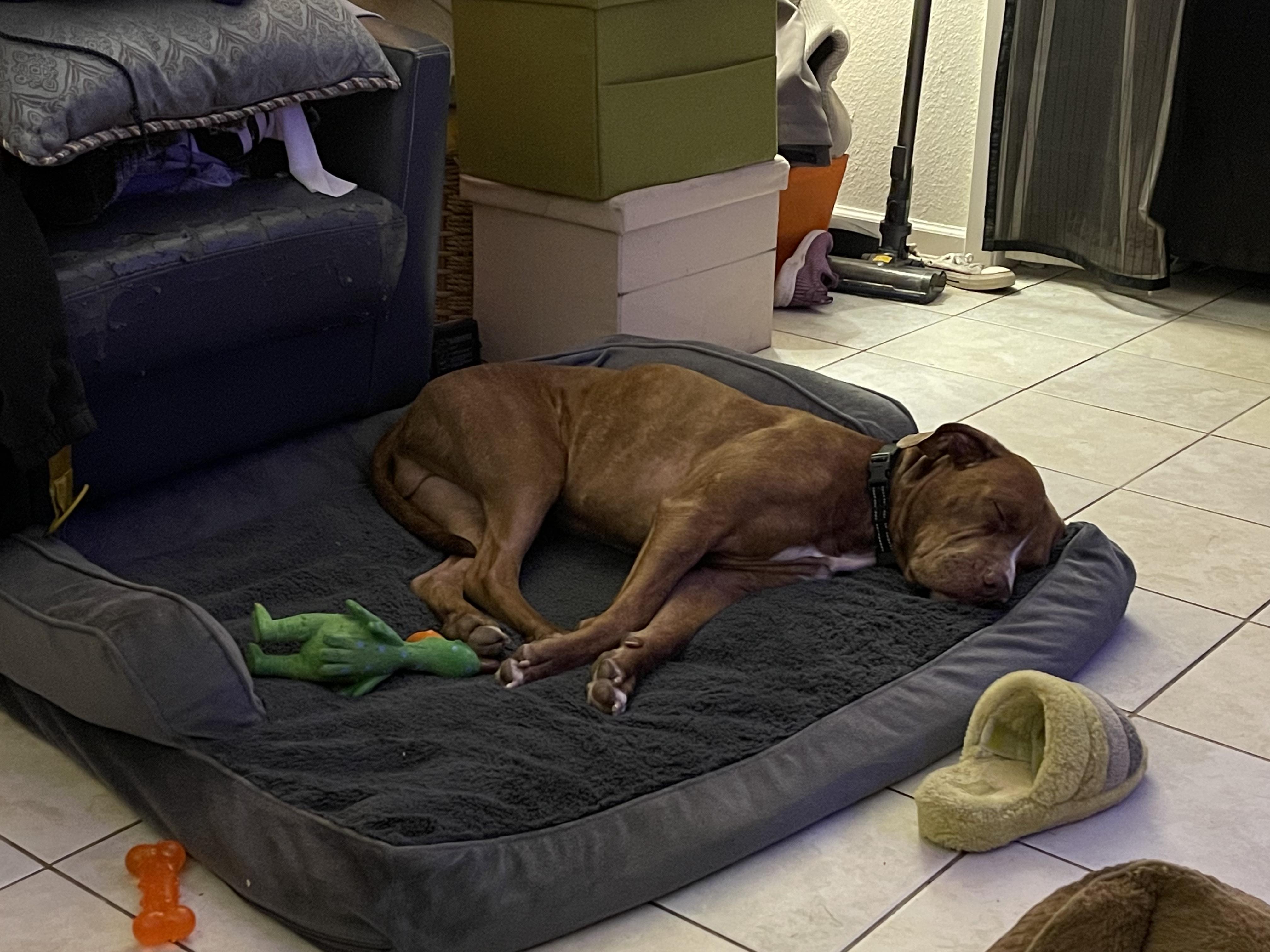 Enlarge Oakley, a Adoptable mixed breed in Denver, CO image 6/6