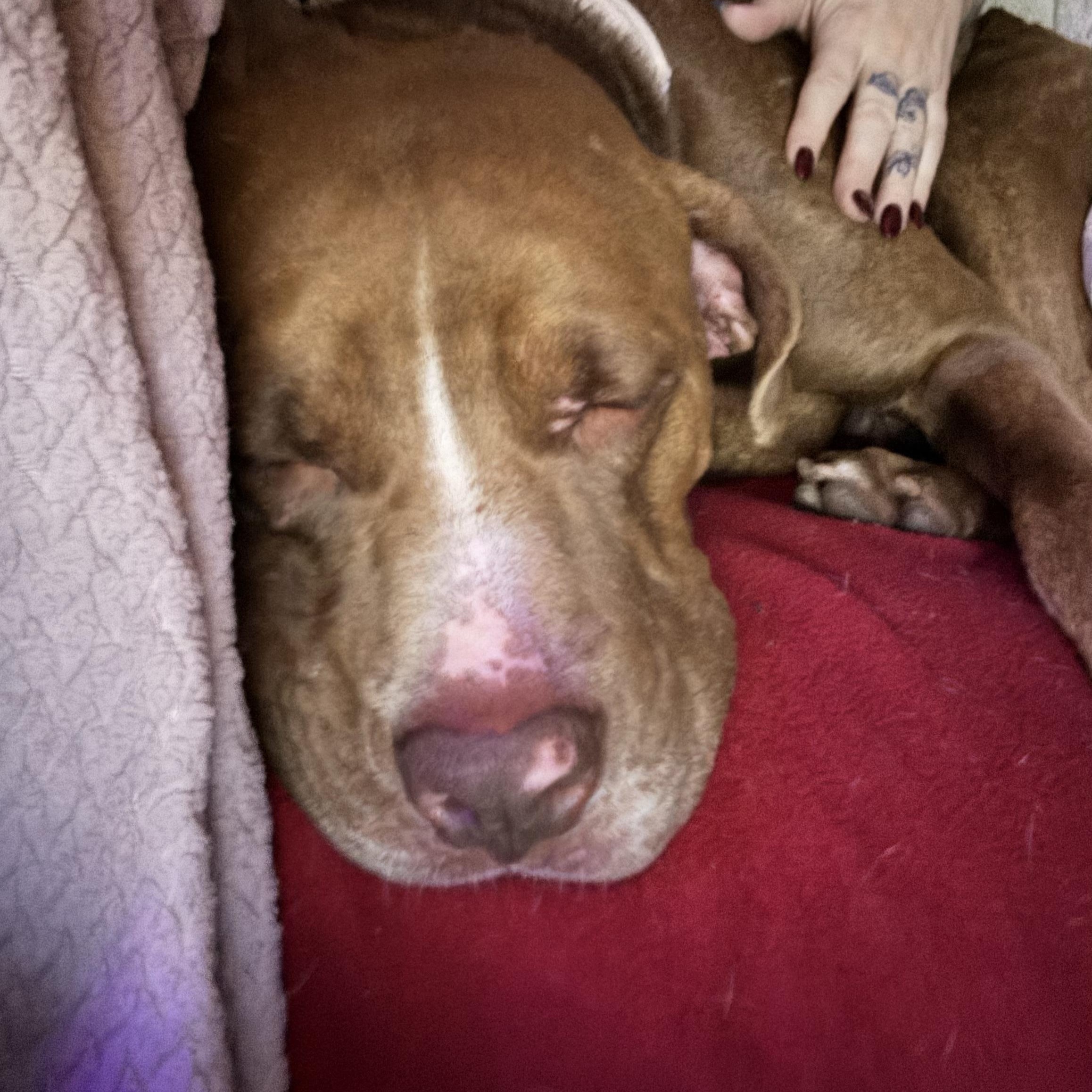 Enlarge Oakley, a Adoptable mixed breed in Denver, CO image 5/6