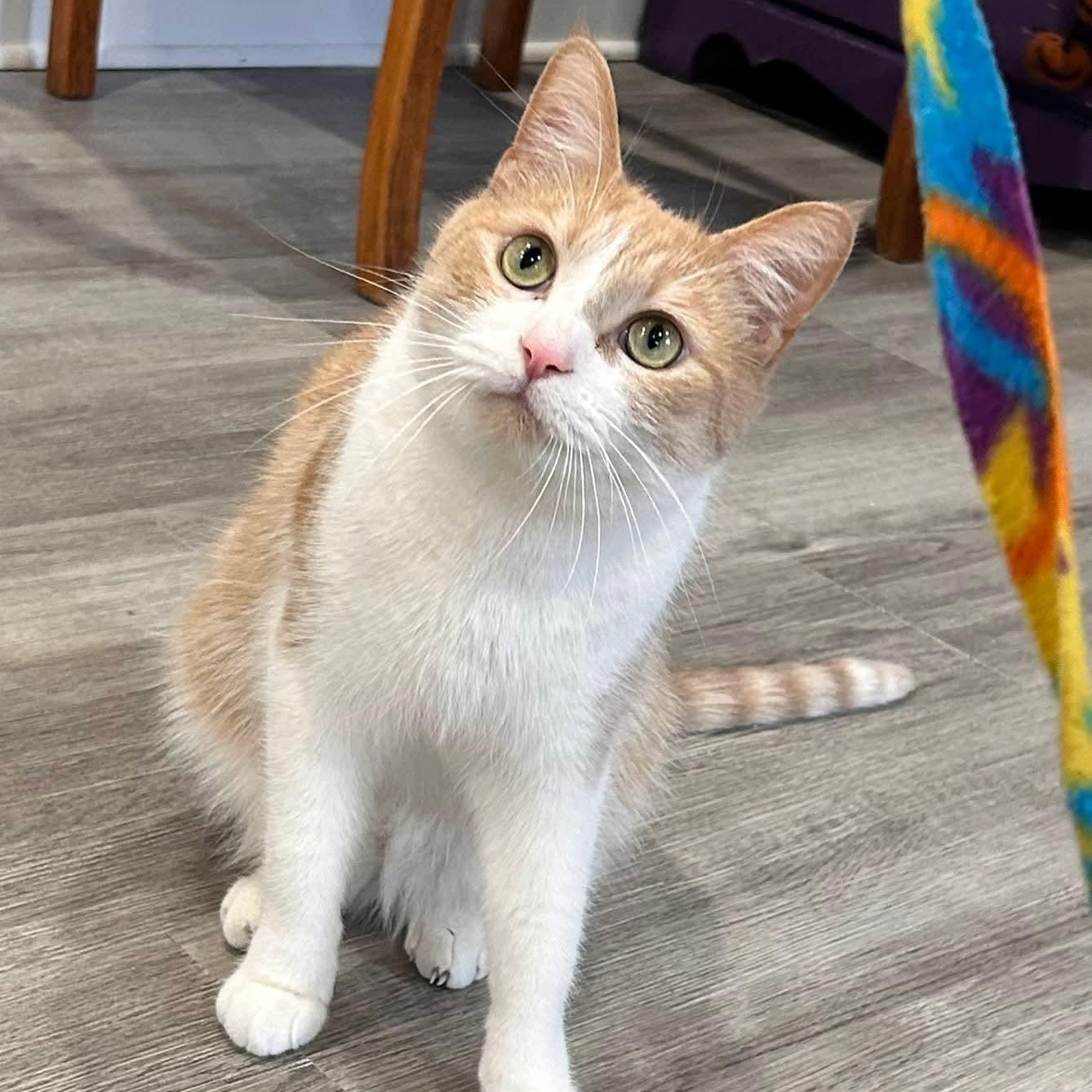 Enlarge Luna (F) and Luca (M), an adopted mixed breed in South Park, PA image 3/5