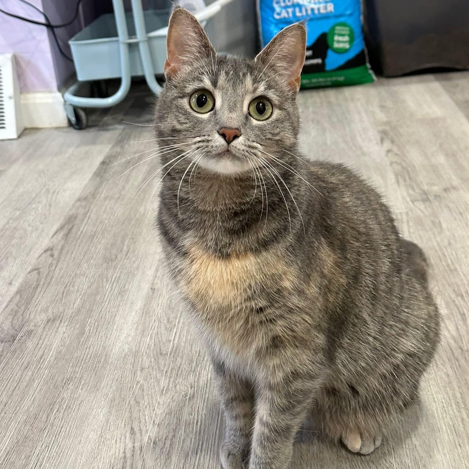 Enlarge Luna (F) and Luca (M), an adopted mixed breed in South Park, PA image 4/5