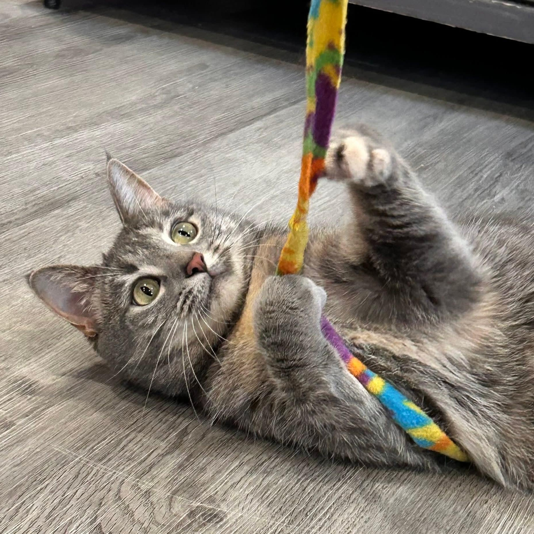 Enlarge Luna (F) and Luca (M), an adopted mixed breed in South Park, PA image 2/5