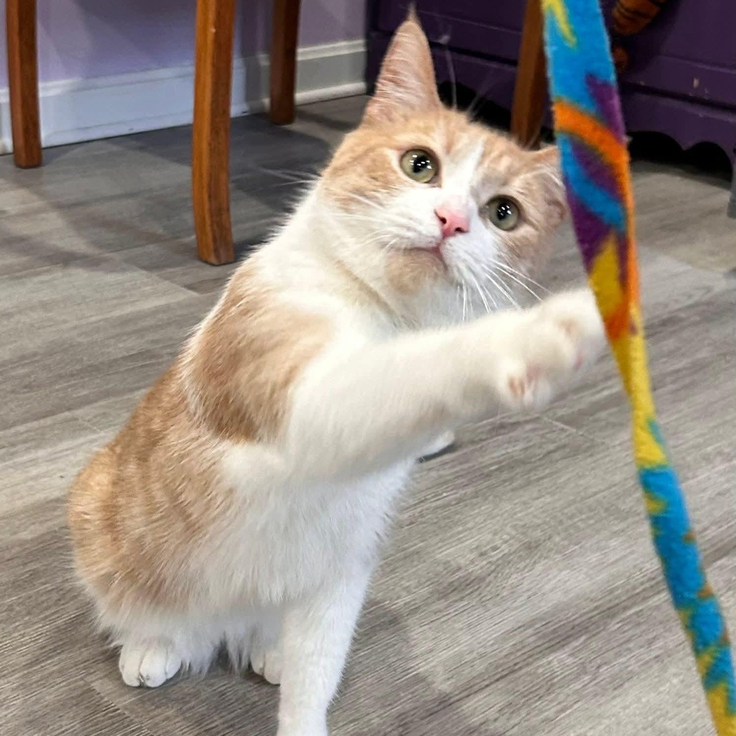 Enlarge Luna (F) and Luca (M), an adopted mixed breed in South Park, PA image 5/5