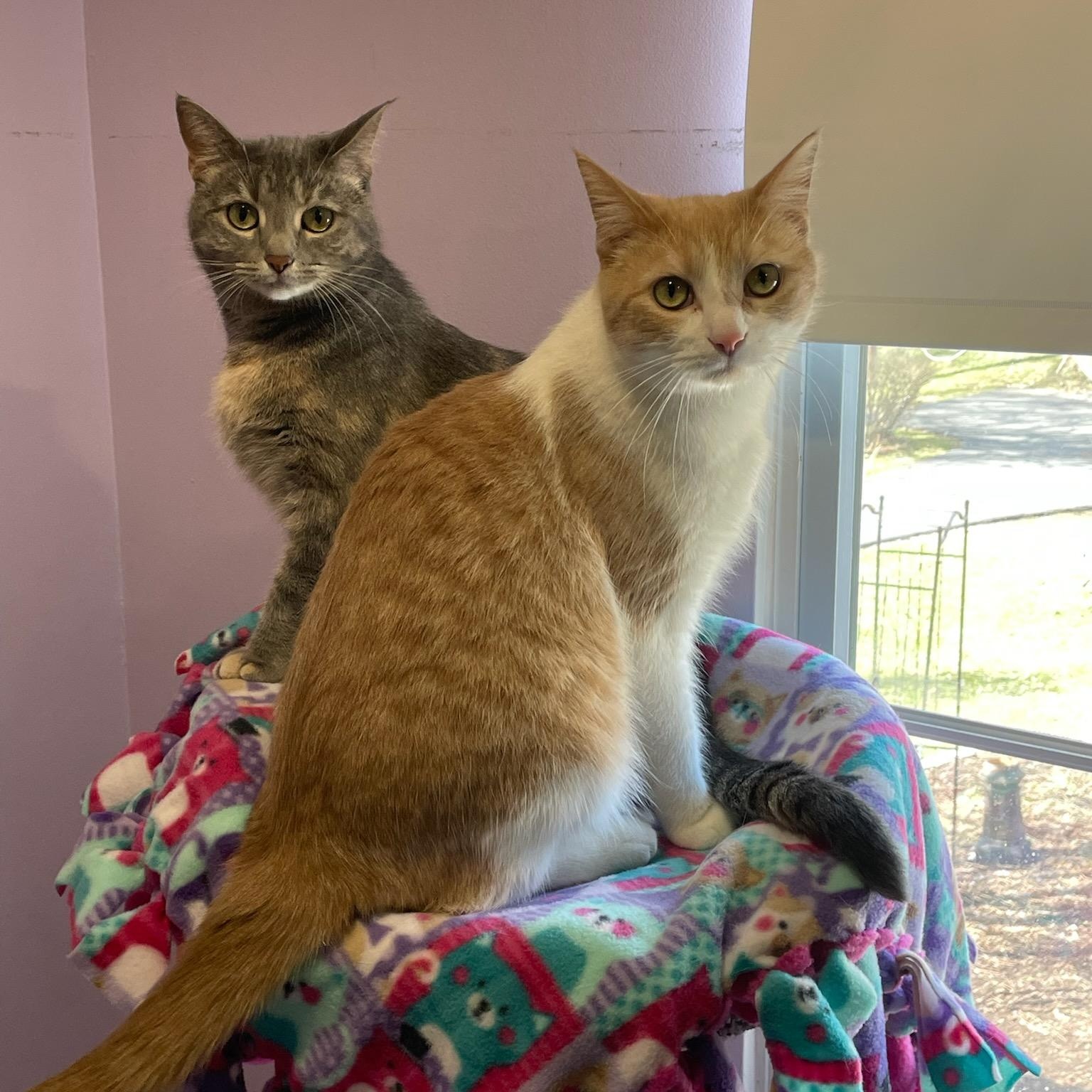 Luna (F) and Luca (M), ADOPTABLE, Adult Male Domestic Short Hair.