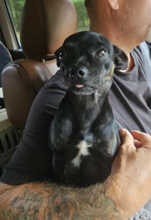 Mamma Jill, a Adoptable mixed breed in Chelsea, AL image 2/4