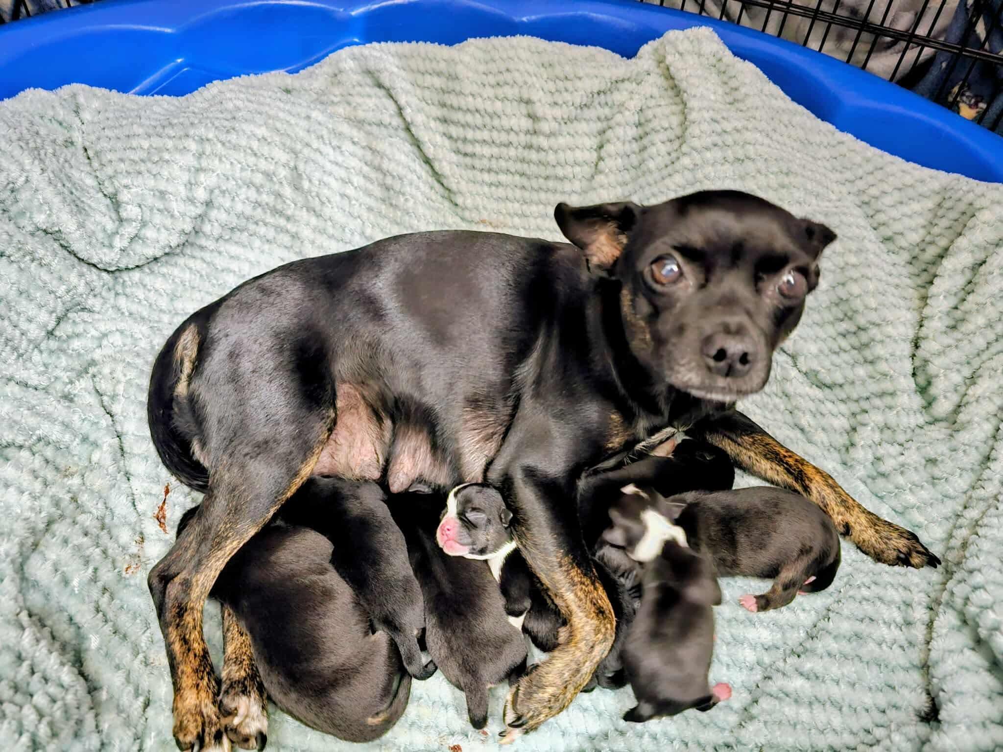 Mamma Jill, a Adoptable mixed breed in Chelsea, AL image 3/4