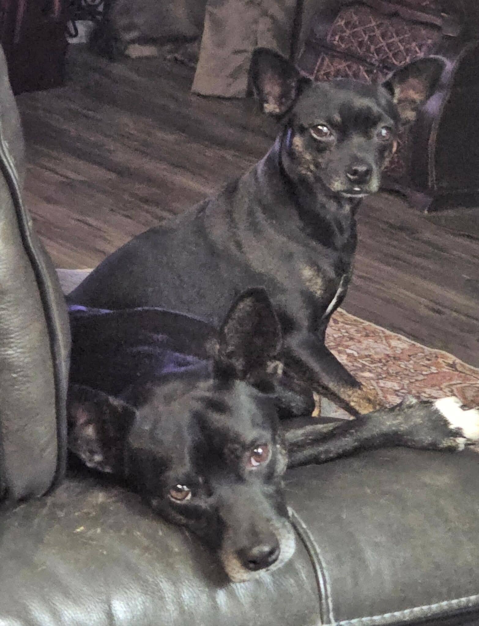 Mamma Jill, a Adoptable mixed breed in Chelsea, AL image 4/4