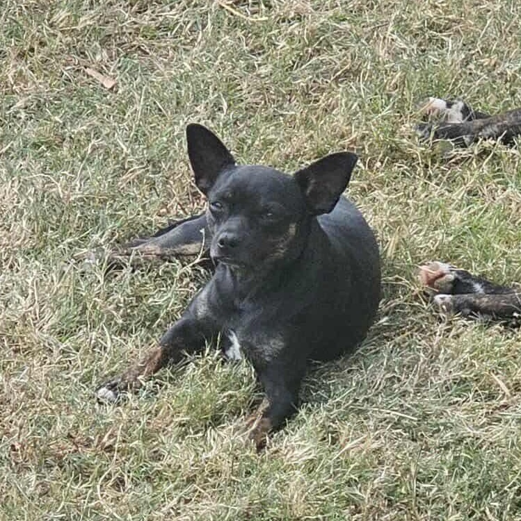 Mamma Jill, a Adoptable mixed breed in Chelsea, AL image 1/4