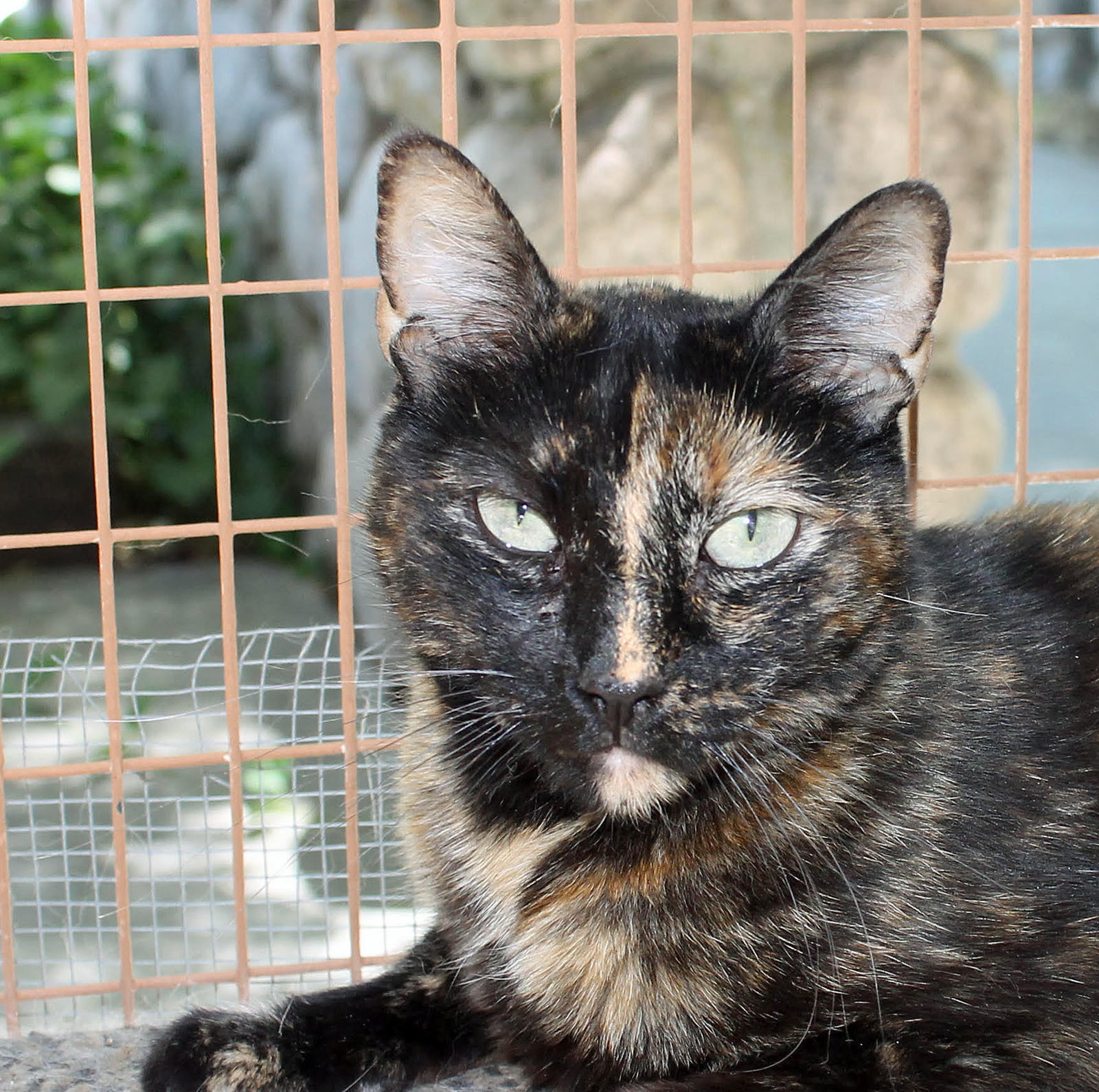 Gwynneth Pawtrow, a Adoptable mixed breed in Mountain Center, CA image 1/7