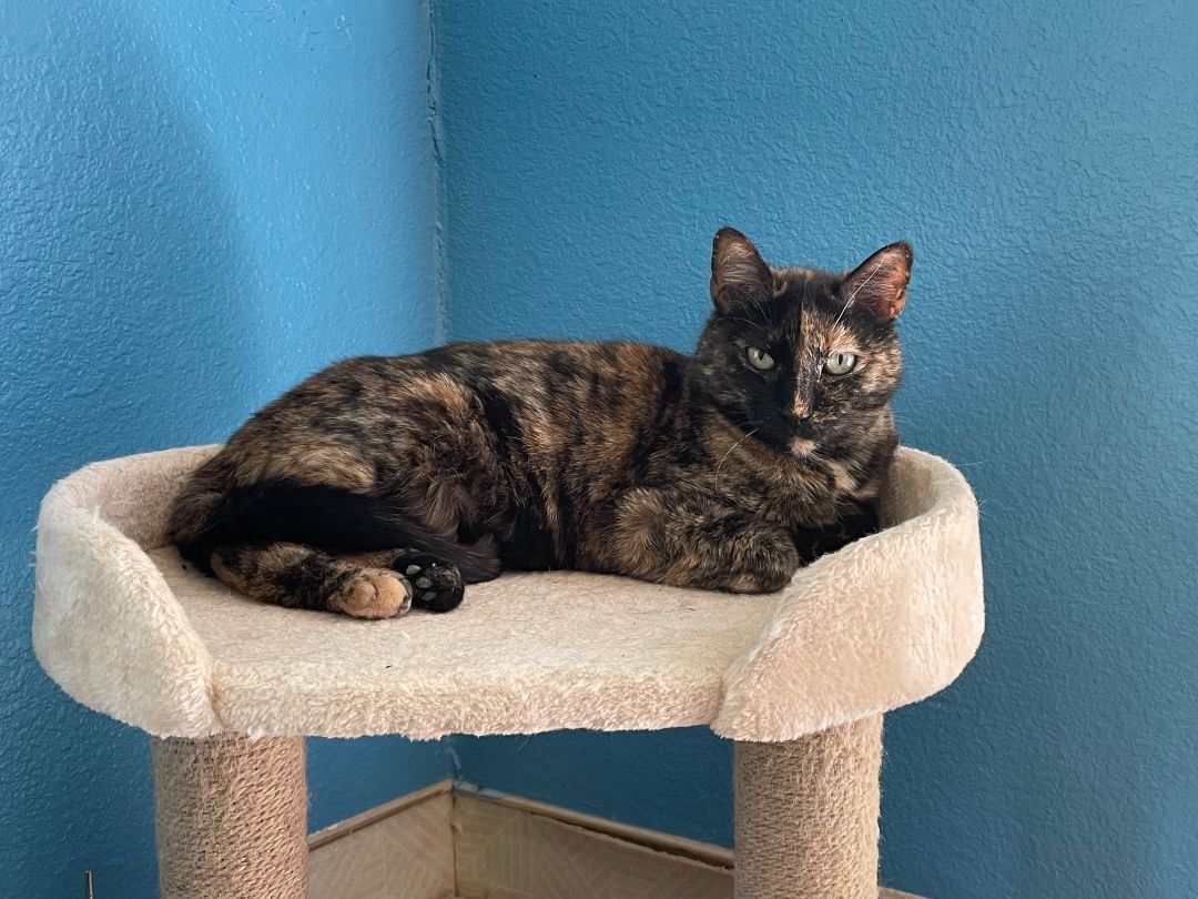 Gwynneth Pawtrow, a Adoptable mixed breed in Mountain Center, CA image 2/7