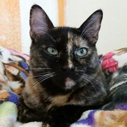 Gwynneth Pawtrow, a Adoptable mixed breed in Mountain Center, CA image 3/7