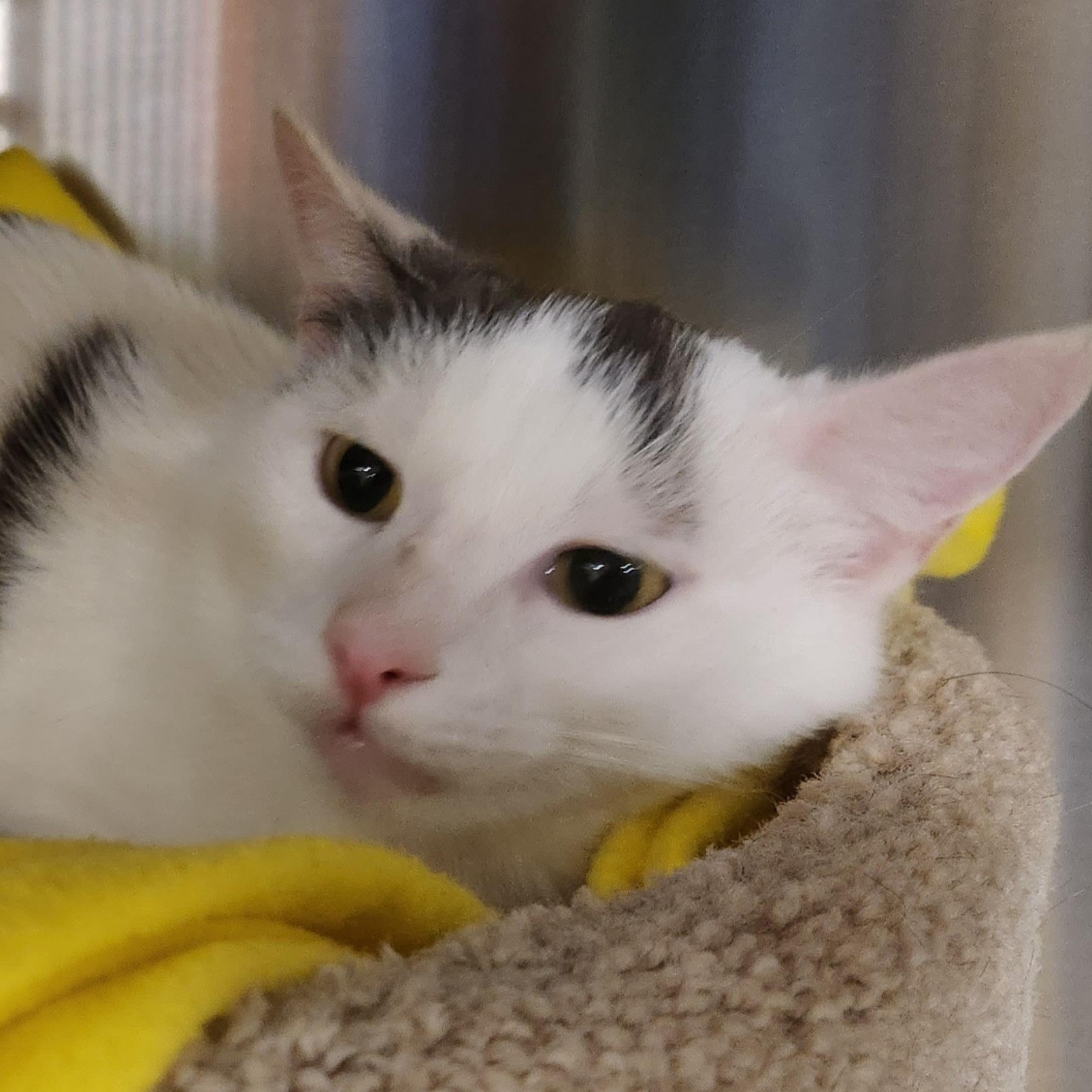 Enlarge Ghost, a ADOPTABLE Domestic Short Hair in Duluth, GA image 1/4