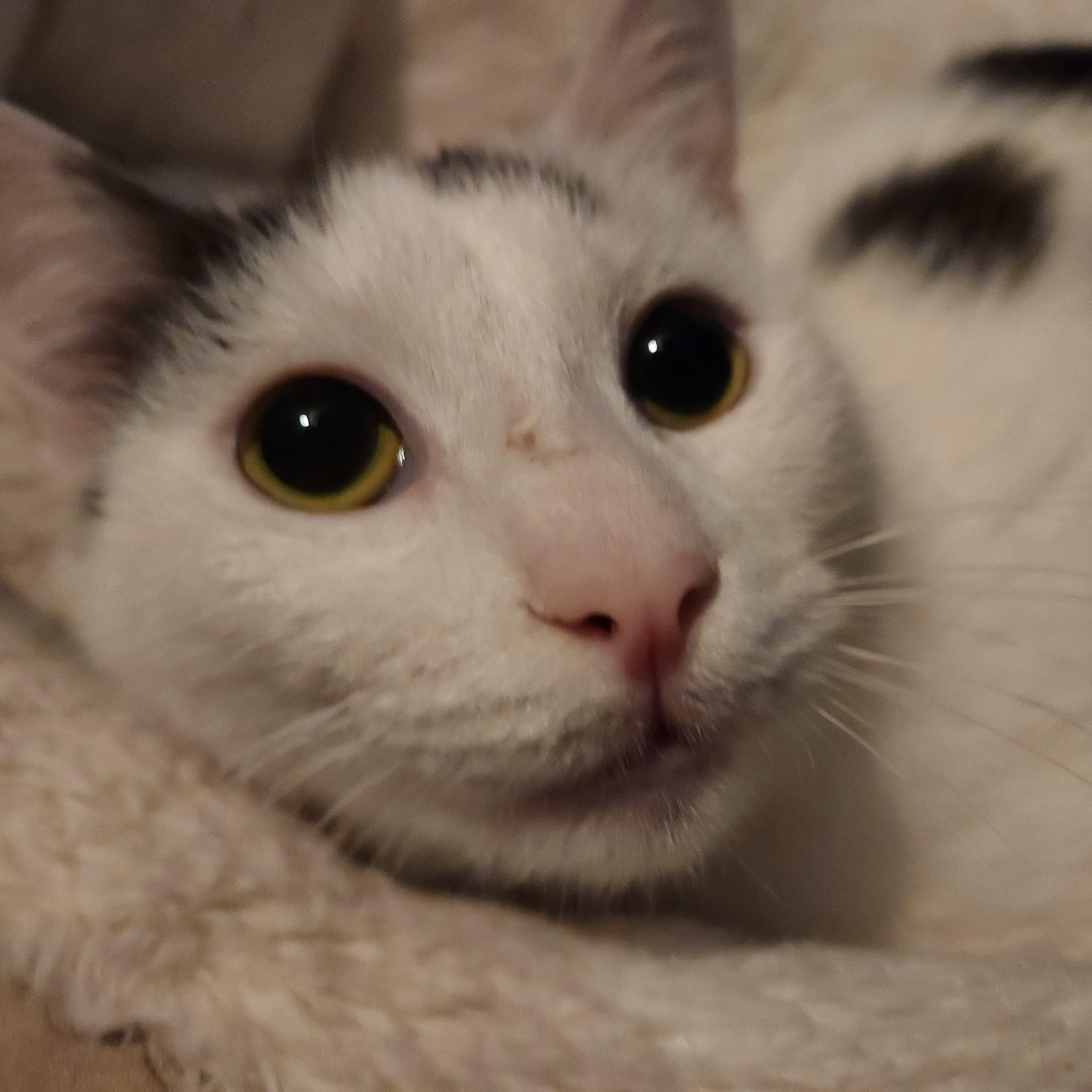 Enlarge Ghost, a ADOPTABLE Domestic Short Hair in Duluth, GA image 4/4